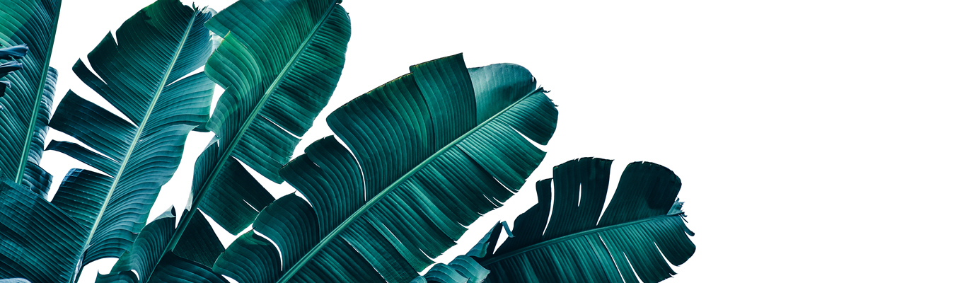 Green tropical leaves on a white background.